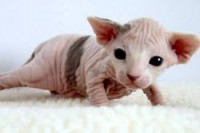 Sphynx