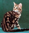 Bengal